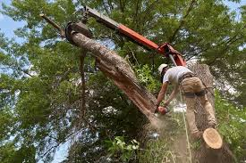 Professional Tree Removal Crew Matters at Chesapeake VA
