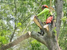 Professional Tree Removal Crew Matters in Chesapeake VA