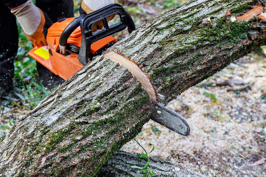 Tree Removal Services am Chesapeake VA