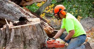Tree Removal Services in Chesapeake, VA