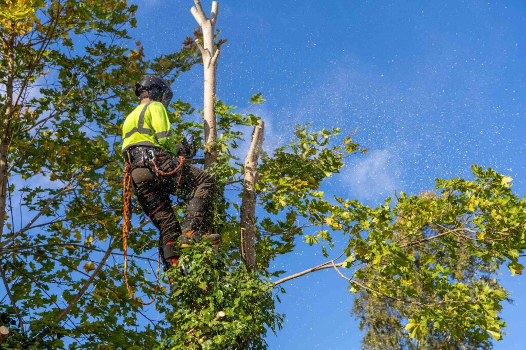 Tree Trimming Service am Chesapeake, VA