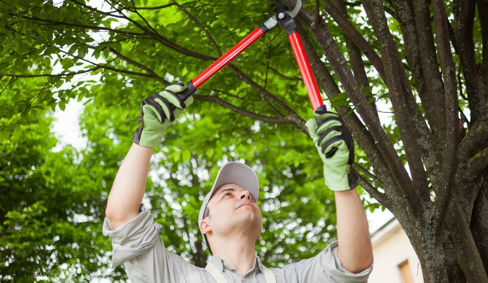 Tree Trimming Service am Chesapeake VA